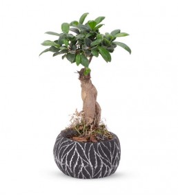siyah saksıda fikus bonsai